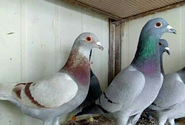 鸽子_眼睛_好坏