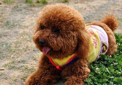 泰迪狗狗喂食方法要遵守少量多次;2.