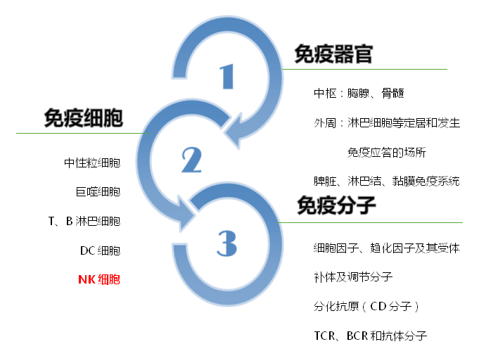 nk细胞的作用与功效:开恩次方启身体内部的免疫守护者