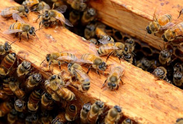 第三,中华蜂的身量小,成活率地故而蜂蜜的产量也小,一般秦岭土蜂蜜