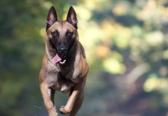 因为它是与黄金猎犬,哈士奇并列三大无攻击性犬类之一,所以很多家庭