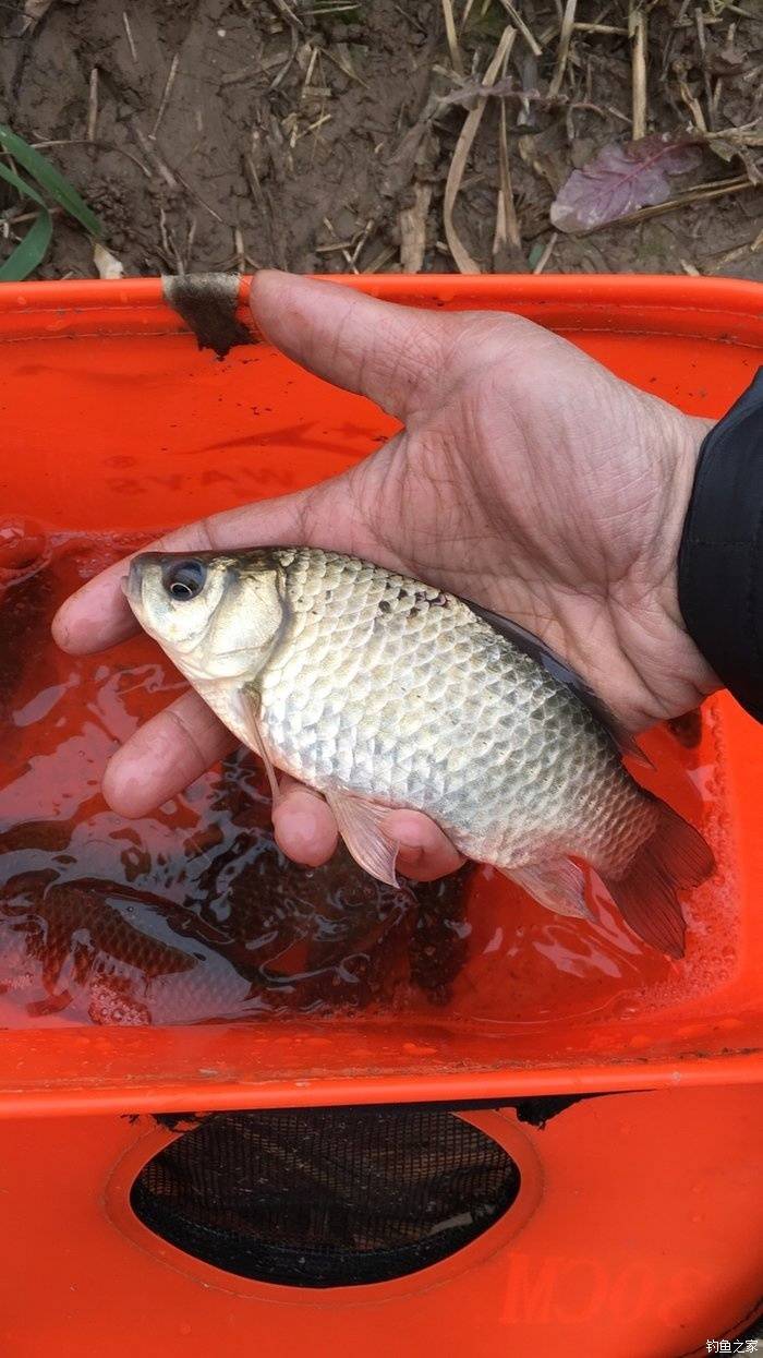 (钓鱼技巧)钓鱼不上鱼的原因,你知道吗?