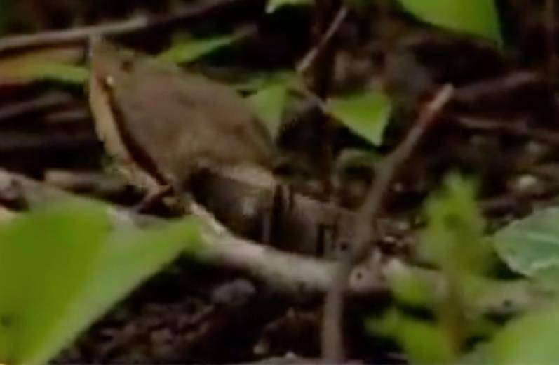 湘西蛇王会招蛇术让蛇亲自送解药专家求解遭拒不传外人