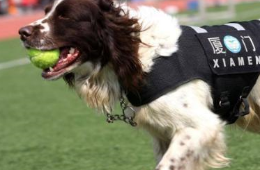 原创盘点成为警犬的6种狗狗有没有一只是让你心动的