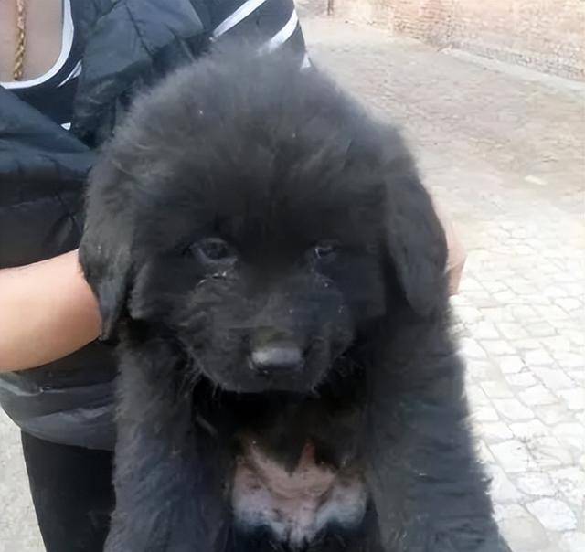 可是,这头黑熊又是从哪里来的呢?在我国,私自饲养黑熊可是违法行为.