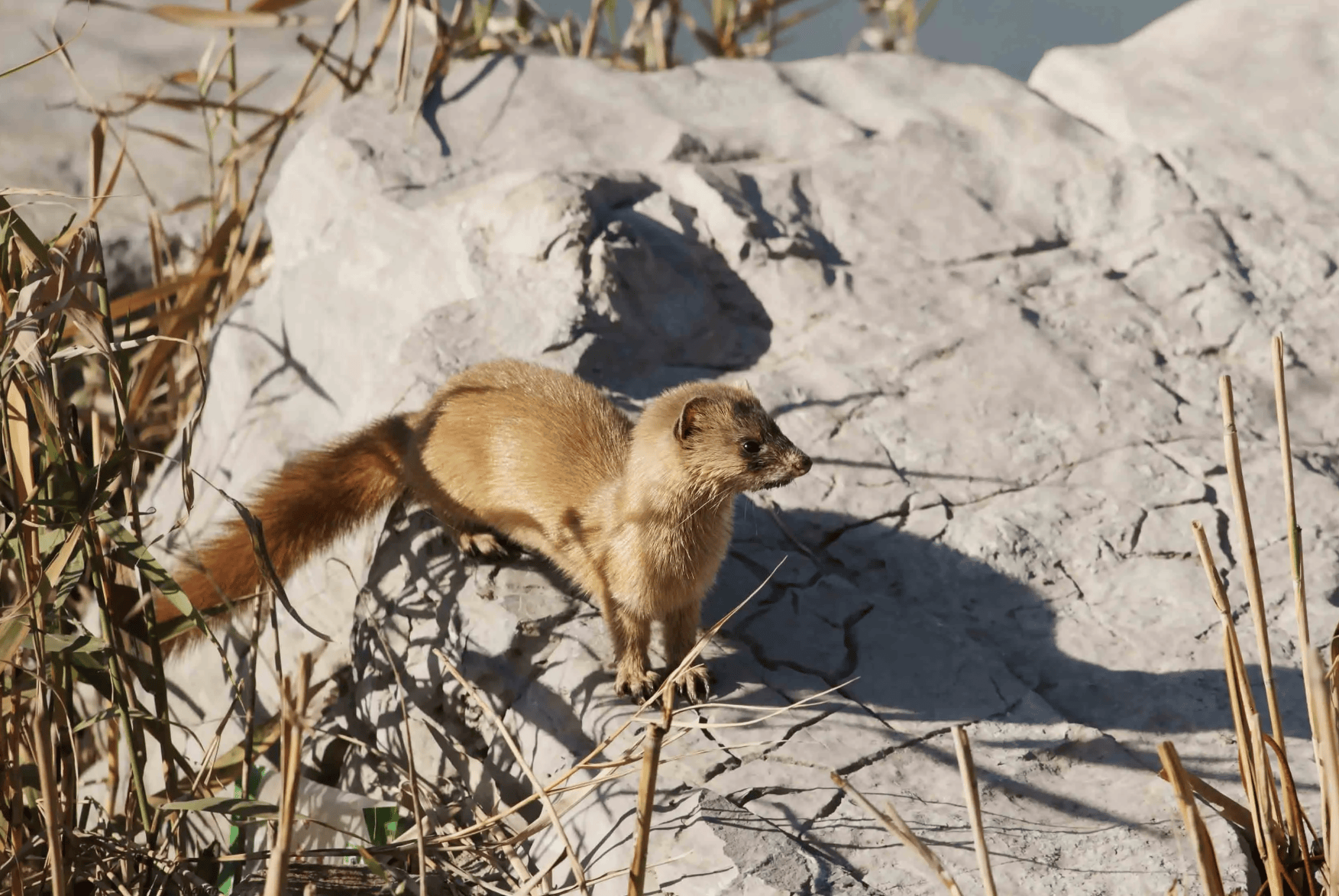 故宫发生"黄鼠狼拜月",在月光下直立起身体,它真"成精"了?