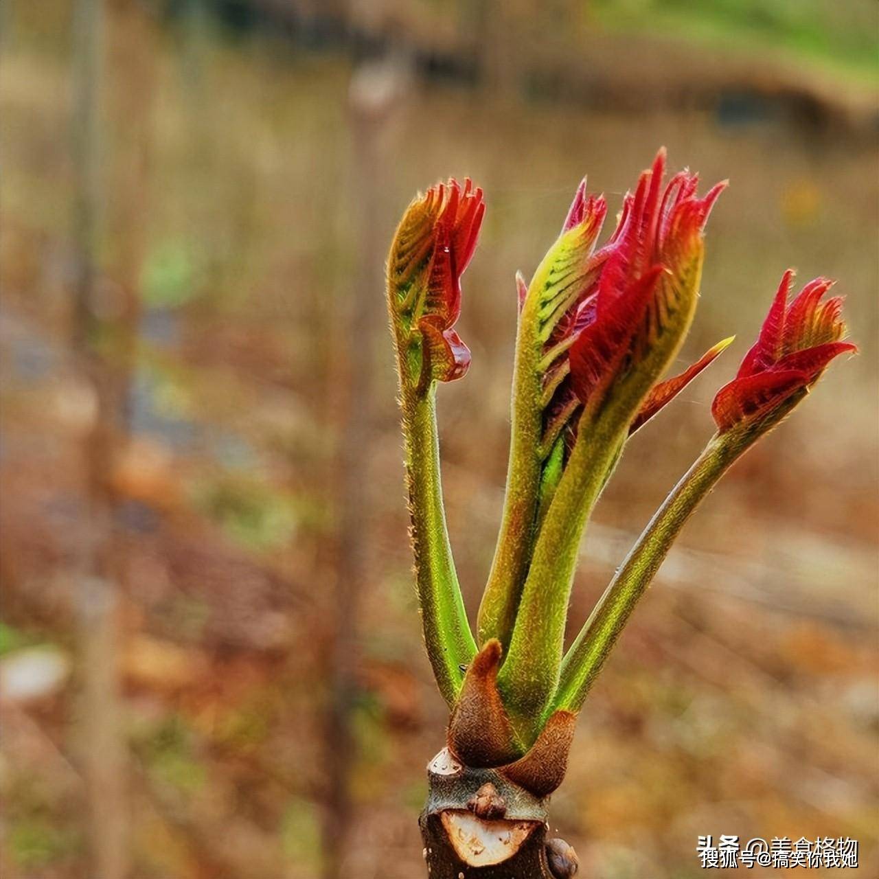 香椿是什么样子图片图片