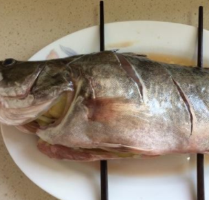 还有一种抗浪鱼,这种鱼食个头比较小的鱼,外观非常小巧玲珑,身体细长