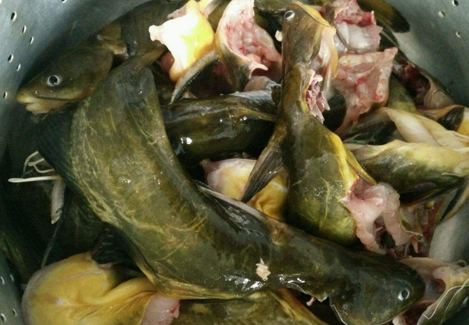 黄骨鱼在我国的大多数地区都有,只是多少问题而已,他们喜欢生活浅水中