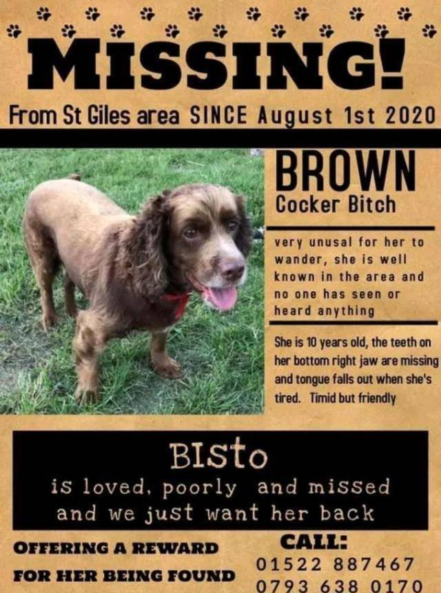 原创10岁老狗被偷走后,惨遭拍卖,家人伤心欲绝,再见已是别人的狗_斯托