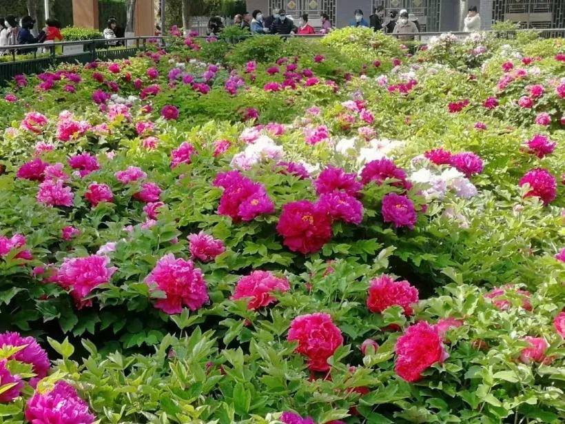 牡丹花会专题菏泽这所公园牡丹花开最早你知道吗