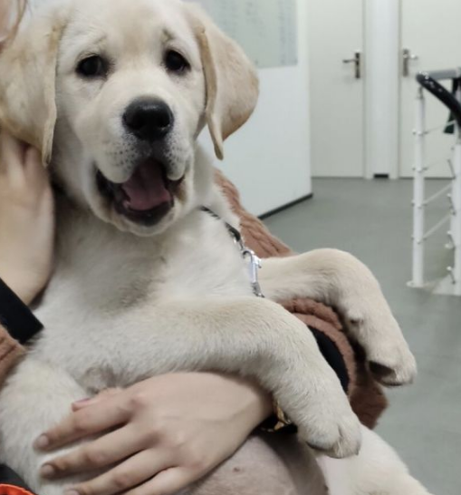 你因为养拉布拉多而唉声叹气过吗?_东西_时候_网友