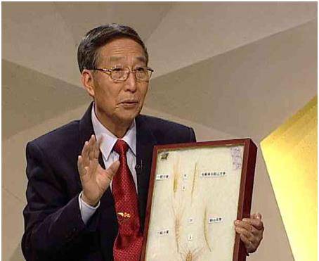 原创杂交小麦之父李振声曾让小麦产量超越水稻现年90岁高龄