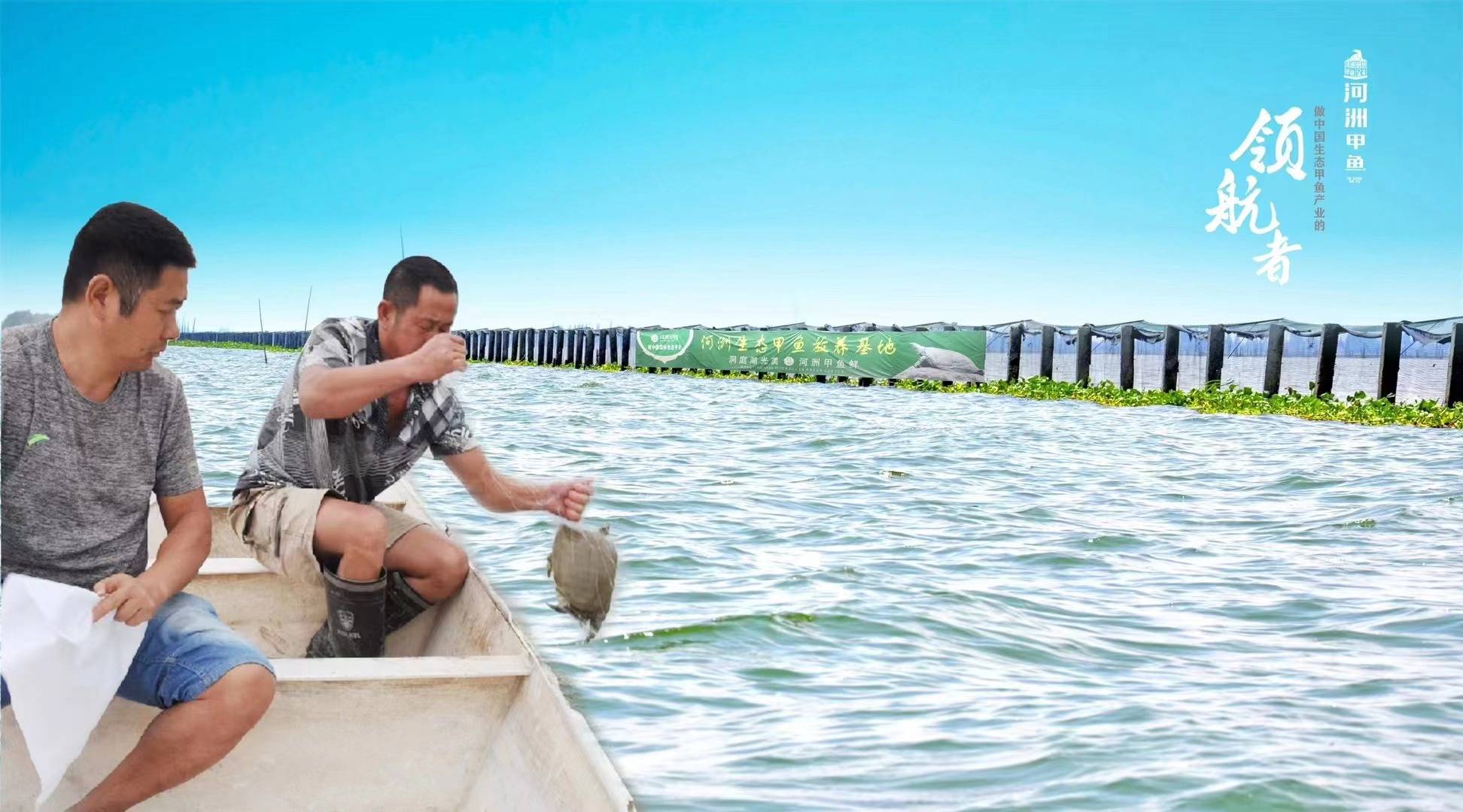 甲鱼养殖含氧量多少合适看完本文就知道今日更新