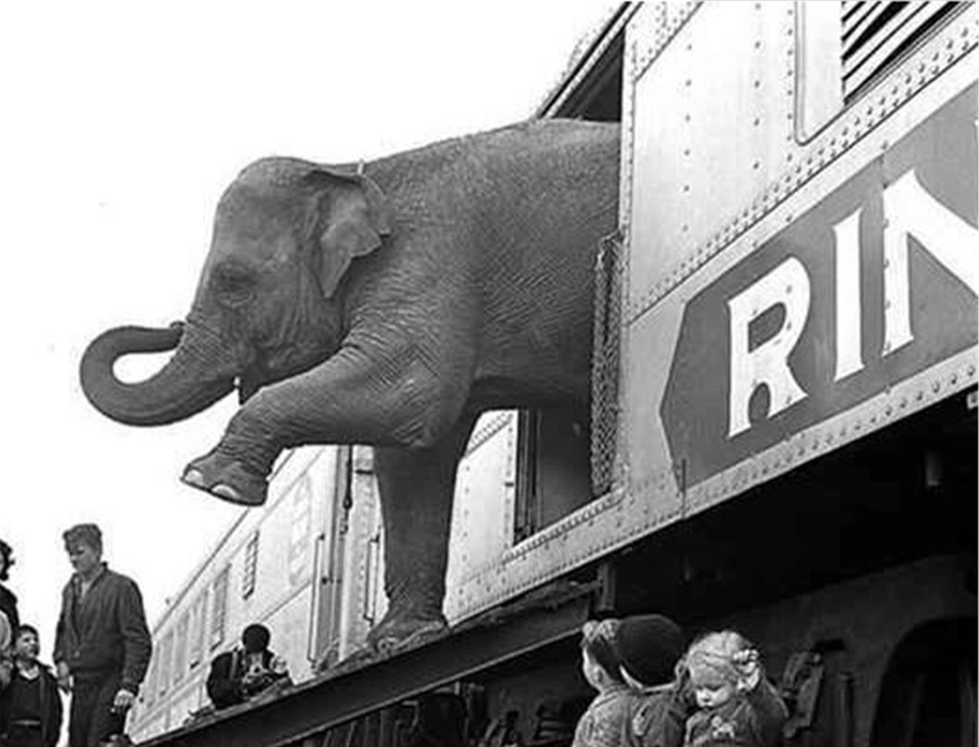 原创100年前一头大象被判处死刑被起重机活活吊死场面凄惨