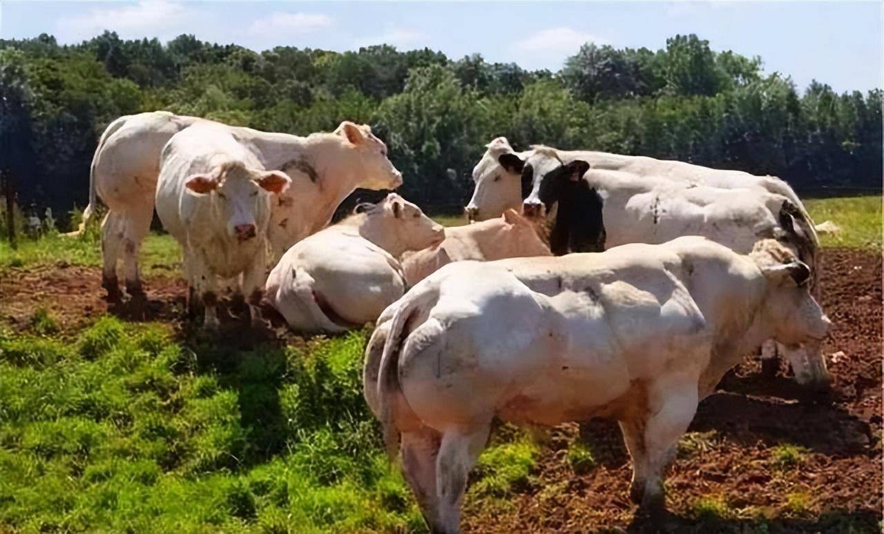 1973年,比利时蓝牛被正式引入牛群名录,第二年就被分为两个品种分支