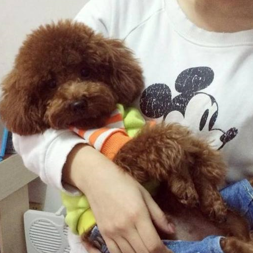 原创泰迪的睡姿代表它的性格出现最后一种主人要警惕了