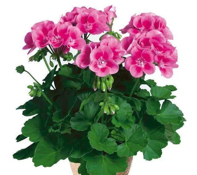 原创4种漂亮花花期长养好了一年四季都开花建议养一盆