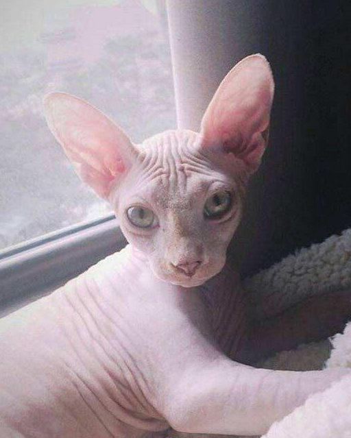 养一只加拿大无毛猫作为宠物需要注意什么