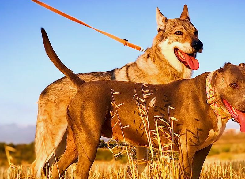 原创温顺比特犬却遭虐待只因它是诱饵犬8次手术后终于熬出头