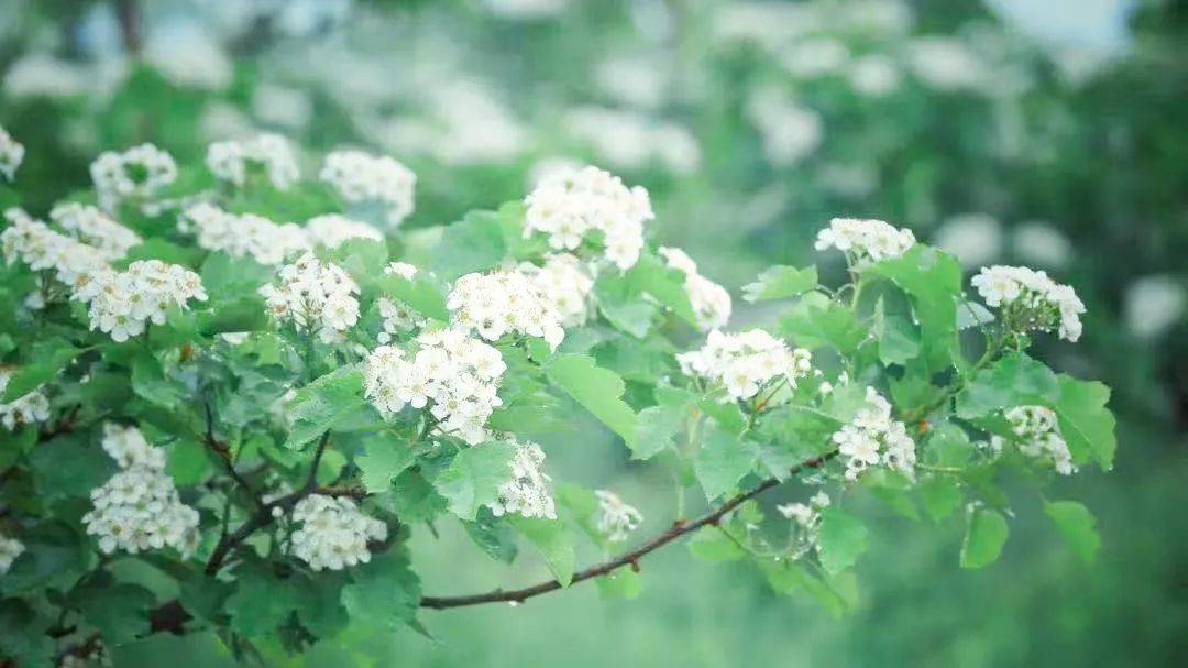如梦如幻的山楂花海,在阳光下闪着微微光芒;一望无际的油菜花海,在