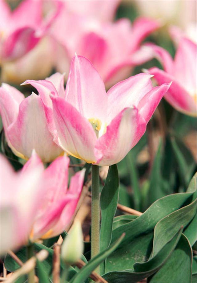 荷兰"郁金香狂热"背后原因大揭密:价格堪比豪宅,但却一夜凋零