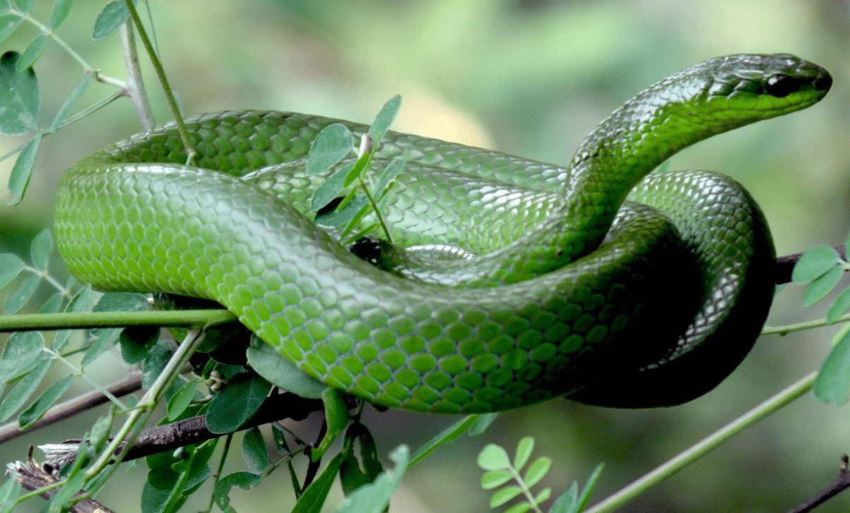 原创蛇真的存在复仇心理吗古今历史记载充分证明蛇的嗔恨心极强