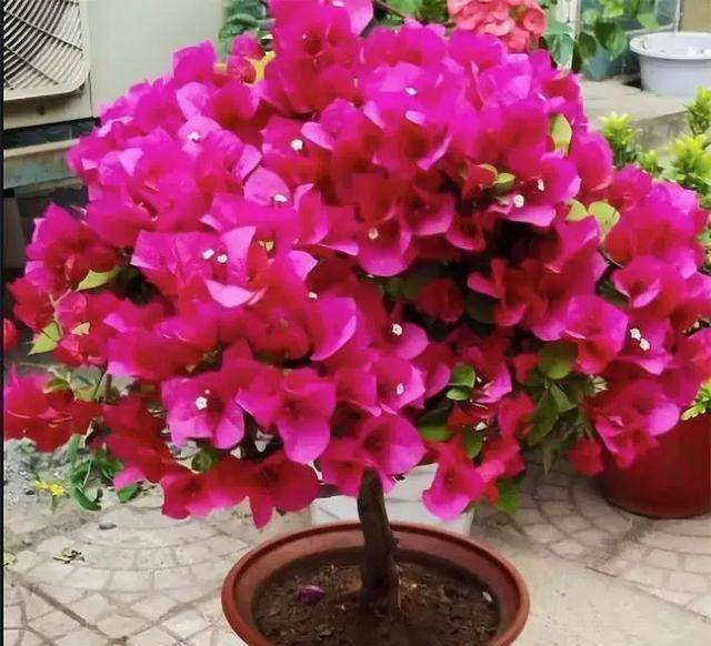 原创4种漂亮花花期长养好了一年四季都开花建议养一盆