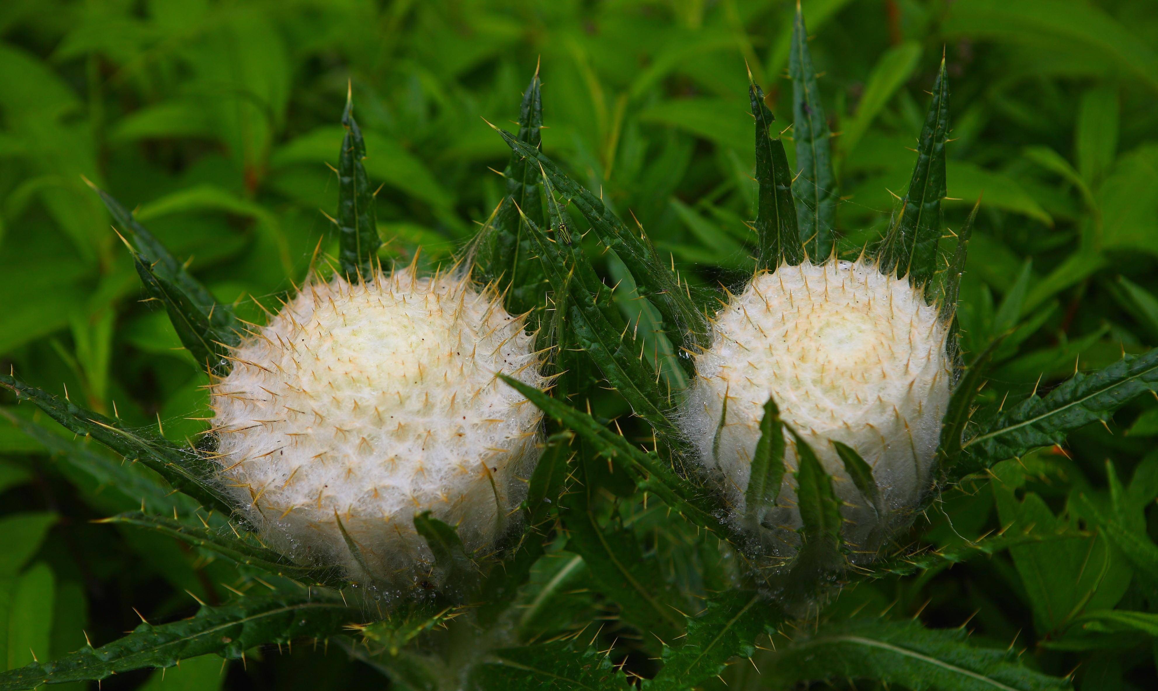 人类历史上最丰厚的嫁妆促成了一个强大民族的诞生