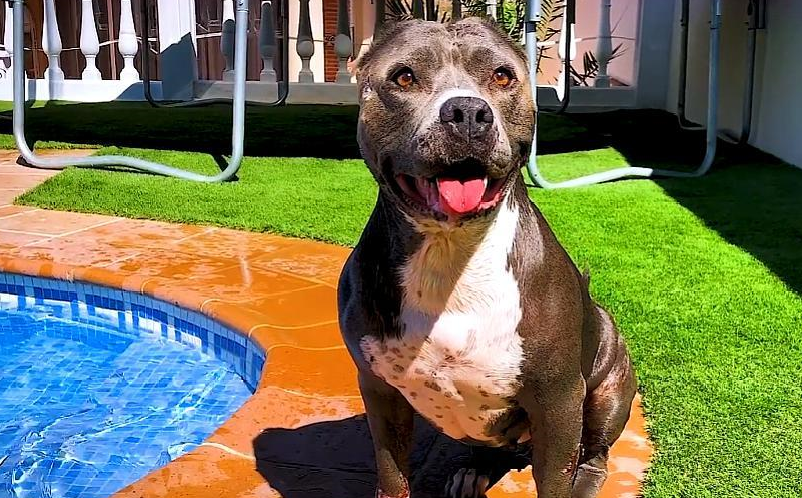 健康,它对活下去的渴望感动了很多人,而且~有幸从斗狗场走出来的贝琪