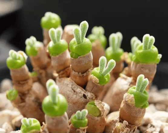 小时候软萌的兔子怎么长大变成面条精了啊