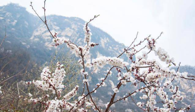 原创天山脚下似江南伊犁杏花邀你来打卡吐尔根杏花今年会提早开放