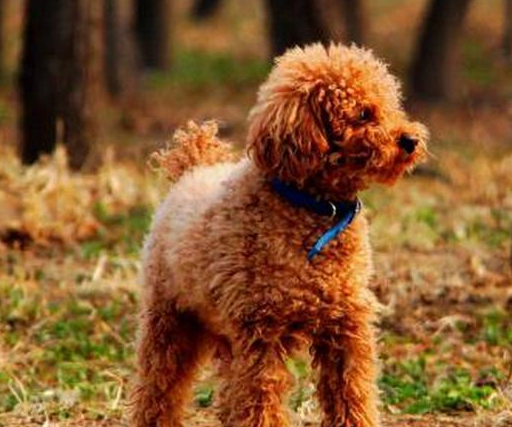 原创泰迪那么受欢迎为何被弃养网友这7点很可怕