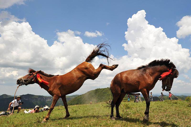当然能用作战马的水西马价格不菲,一匹价值川盐一百斤或同等重量的