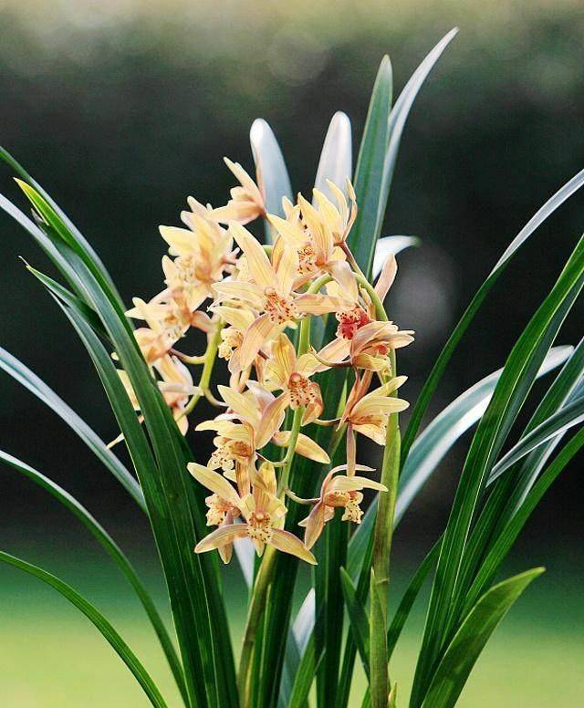 它是四君子之一,曾经被这个市的人炒到天价,现在已经"烂大街"_君子兰