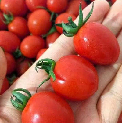 西红柿_水果_果子