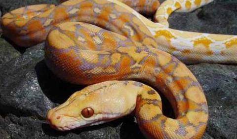 印度惊现千年巨蟒被十名青年男子围捕结果出乎意料