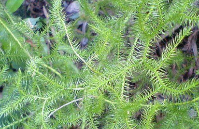 原创农村一种野草听名字便知功效12一斤成稀罕货