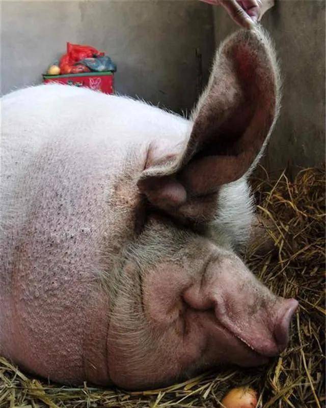 重达2200斤的浙江猪王躲过4次屠刀皈依佛门后寿终正寝