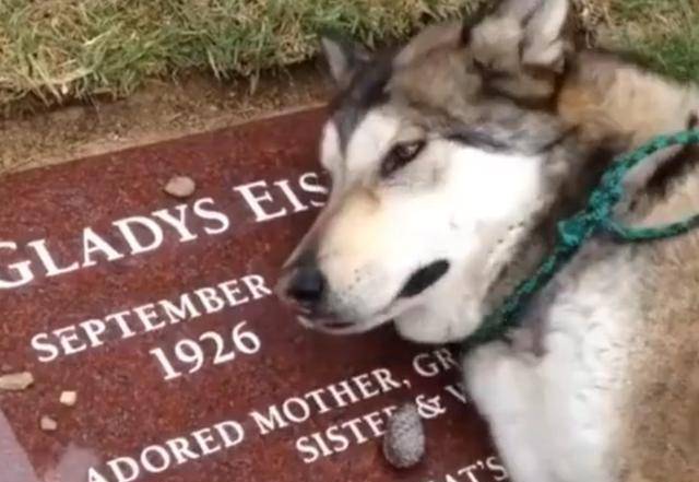 去世后趴在坟墓上抽泣,整整一星期不吃不喝_哈士奇_老人_子女