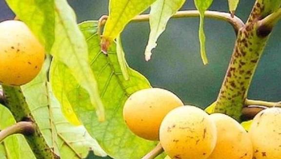 只有雌树才能结果,对治疗烫伤疤痕超有效_酸枣_植物_果子吃
