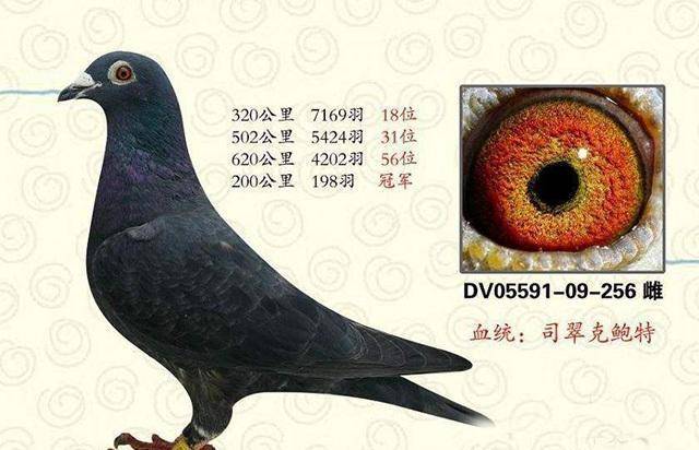 原创史上名气最大的两只信鸽一只被陈列在博物馆一只授予十字勋章