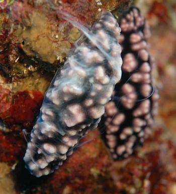 了剧毒,辛辣的刺激性物质,见者无不退散,生怕晚一秒钟就被这毒雾毒死