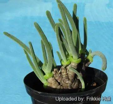 小时候软萌的兔子怎么长大变成面条精了啊