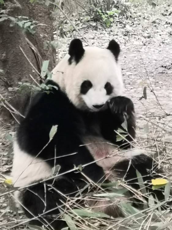 九寨沟景区,黄龙景区,毕棚沟,四姑娘山,若尔盖,【甘孜州】—稻城