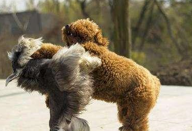 泰迪被人们称为"泰日天",是因为它的色心很重,喜欢日天日地日空气