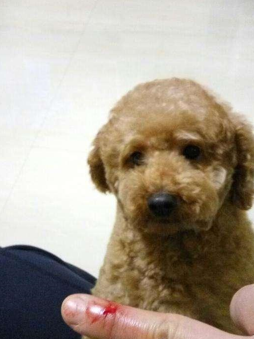 原创泰迪那么受欢迎为何被弃养网友这7点很可怕