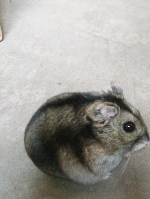 三线好吗?_仓鼠_方面_个人