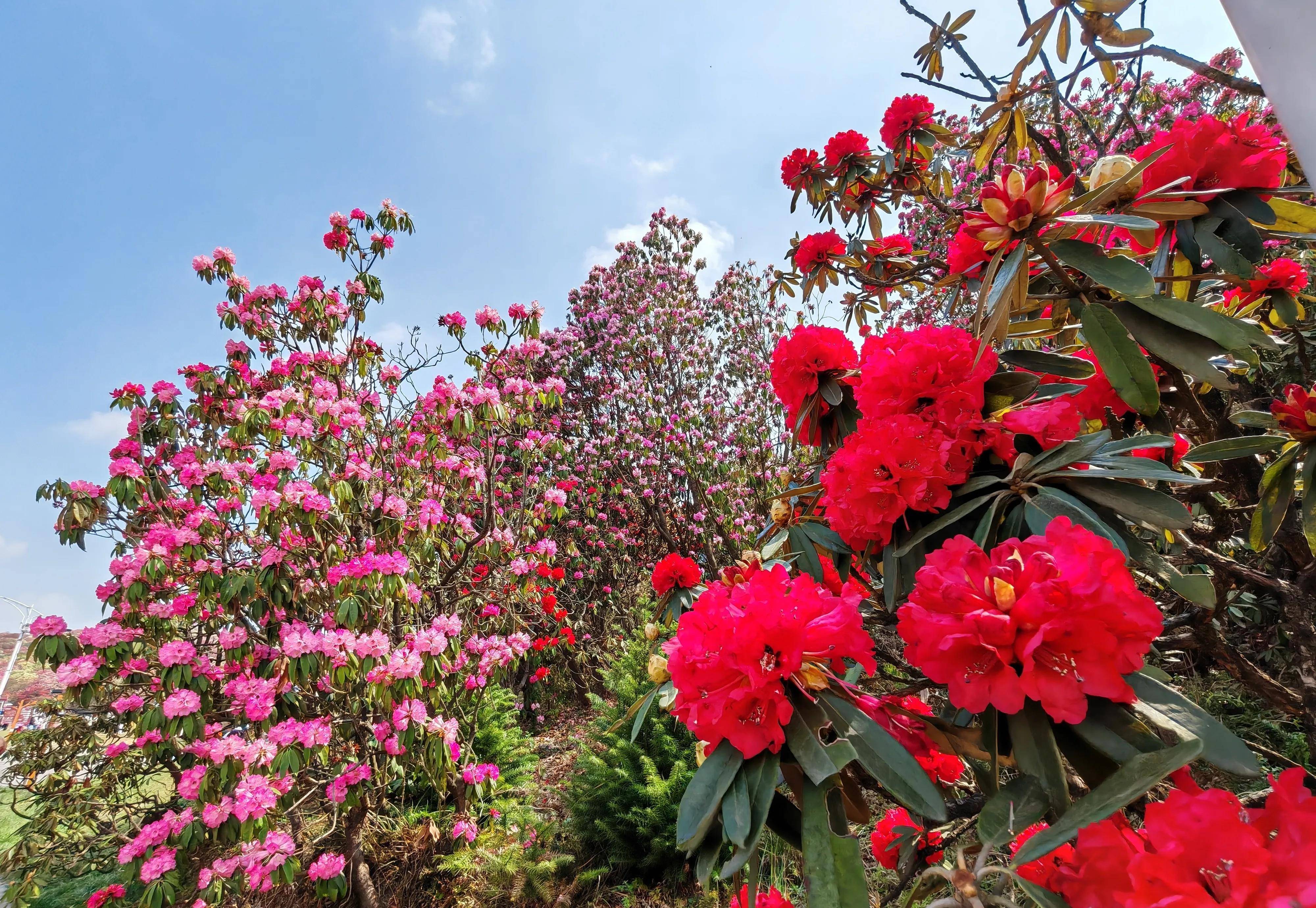 百里杜鹃花王图片图片