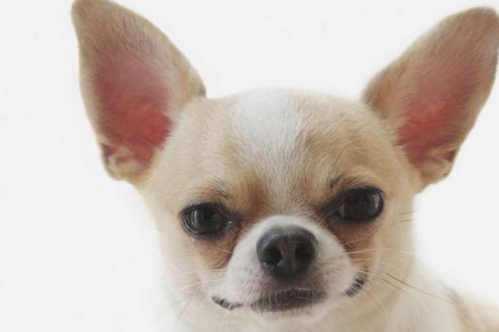 养吉娃娃之前要做的一些功课有哪些今天一起揭开谜团